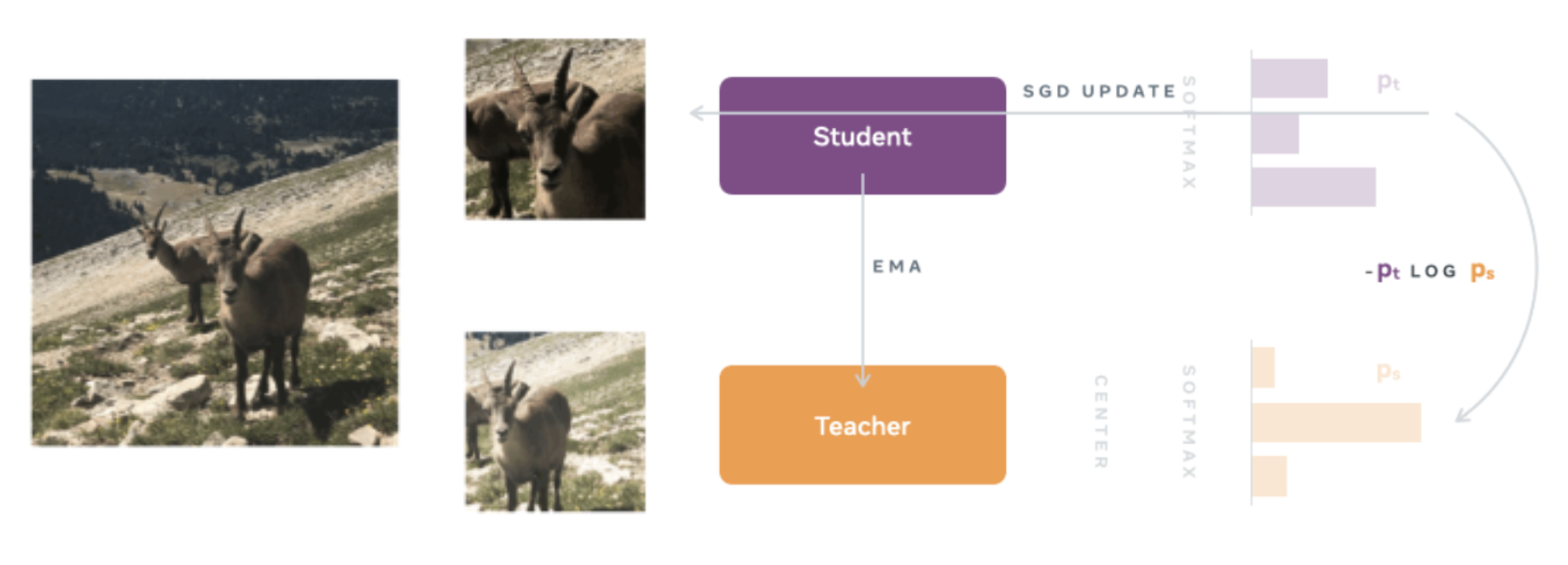 Overview of the DINO architecture.